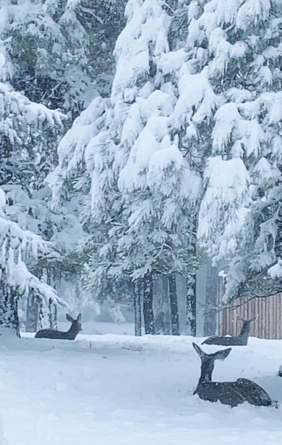 Kathys Cabin, King Bed, Hot Tub, Near-Nau & Downtown Attractions, Perfect Year-Round Mountain Getaway Φλάγκσταφ Εξωτερικό φωτογραφία